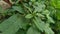 Thorny Amaranthus Amaranthus spinosus, spiny amaranth, spiny pigweed, prickly amaranth, thorny amaranth with natural background