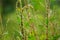Thorny Amaranthus (spiny pigweed, prickly amaranth, thorny amaranth) with natural background
