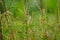 Thorny Amaranthus (spiny pigweed, prickly amaranth, thorny amaranth) with natural background