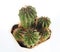 Thorny barrel cactus plant