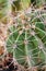 Thorny barrel cactus plant part