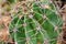 Thorny barrel cactus plant part