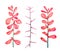 Thorny berberis vulgaris common, European or simply barberry, twigs with red leaves and thorns, isolated hand painted watercolor