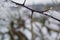 Thorny branch with snow crystals