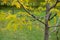 Thorny branches and autumnal foliage of young honey locust tree