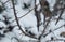 Thorny bush in snow