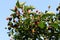 On the thorny bushes the blackberry ripens. Hot summer in Israel