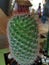 Thorny cactus