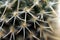 Thorny cactus detailed Macro