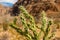 Thorny cactus growing in desert of grand canyon