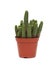 Thorny cactus plant isolated