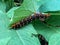 Thorny caterpillar