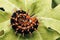 Thorny caterpillar. these thorny insects contain poison and cause itching on the skin