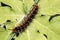 Thorny caterpillar. these thorny insects contain poison and cause itching on the skin