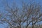 Thorny deciduous tree against a blue sky