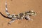 Thorny Devil