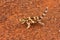 Thorny devil