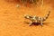 Thorny devil at desert