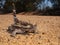 Thorny Devil lizard on outback Australia track