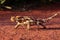 A Thorny Devil in the outback of Australia