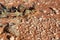 Thorny devil reptile close up face