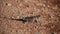 Thorny devil reptile in Sharks Bay Western Australia