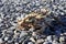 Thorny devil reptile Western Australia