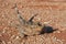 Thorny devil reptile Western Australia