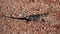 Thorny devil reptile in western Australia
