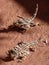 Thorny Devils