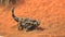 Thorny dragon lizard eats an ant