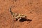 Thorny dragon in the Northern Territory of Australia