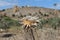 A thorny flower that has dried