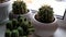 Thorny flowers. A cactus flower stands in a vase on the windowsill