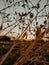 thorny flowers and sunset