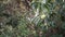 Thorny fruits of horse chestnut on a branch with green leaves