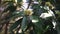 Thorny fruits of horse chestnut on a branch with green leaves