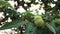 Thorny fruits of horse chestnut on a branch with green leaves in the sun