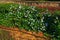 Thorny green bush with white flowers