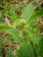 Thorny green flower