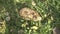 A thorny hedgehog walks on the grass of a summer meadow.