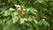 Thorny horse chestnuts grow on tree branches