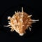 Thorny Oyster Shell. Regal Thorny Oyster