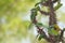 thorny plant blurred background