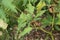 Thorny plant Datura Stramonium Seed capsule of Jimsonweed, Devil