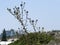 Thorny plant in front of blue sky