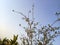 A Thorny plant in the skyscape looks perfect