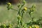 Thorny plants and flowers in a forest glade