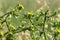 Thorny plants and flowers in a forest glade