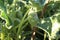 Thorny prairie plant with green round and exploding seeds.